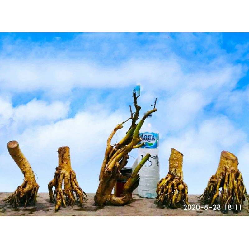 bahan bonsai serut terbalik