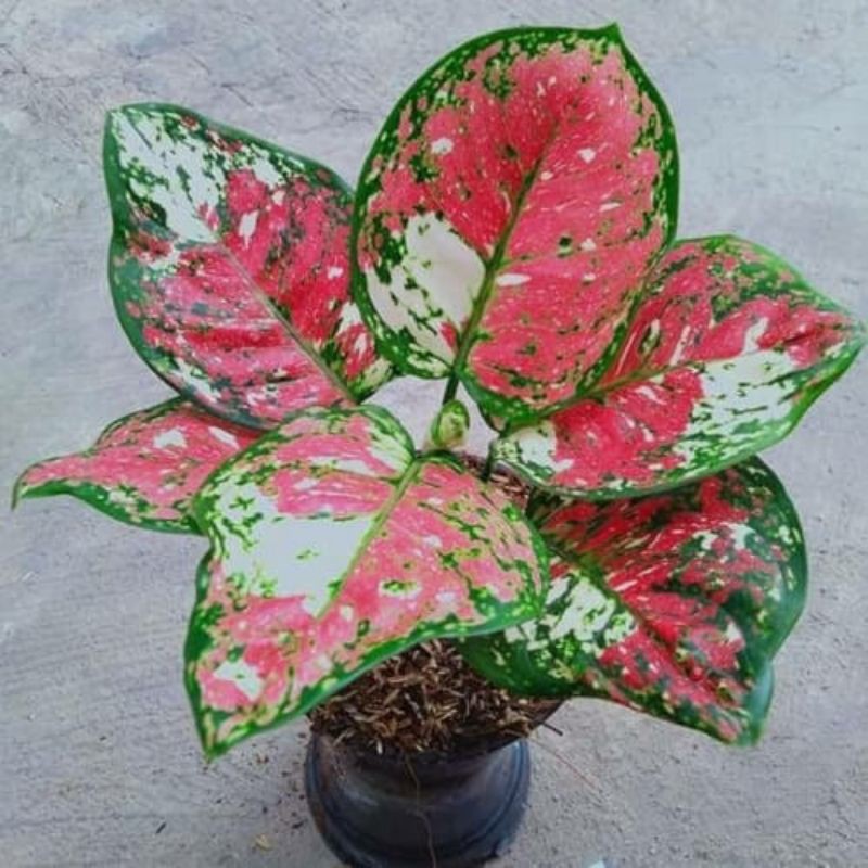 Aglaonema Tri Color - Dud Tri Colour - Aglaonema