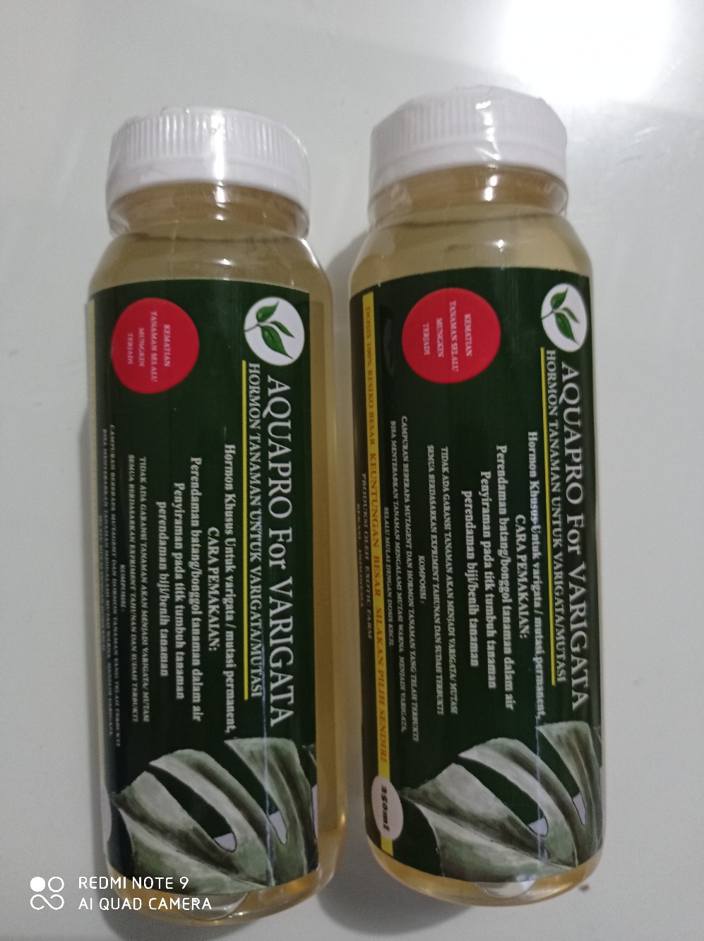 Hormon Variegata Tanaman Monstera Dll