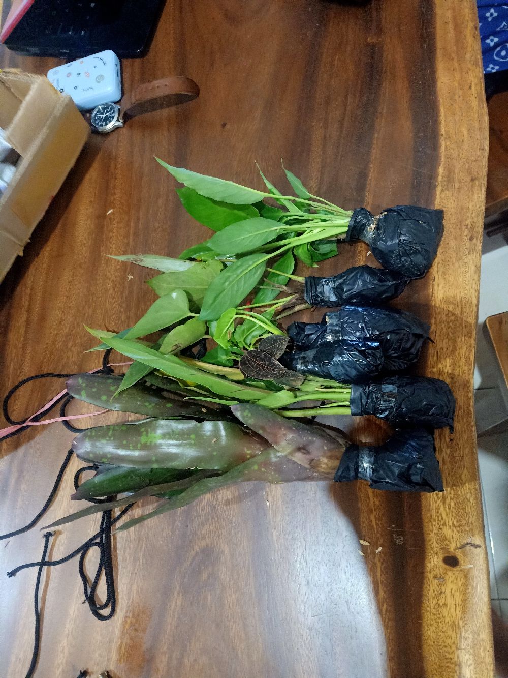 Tanaman Hias Bromelia Mawar