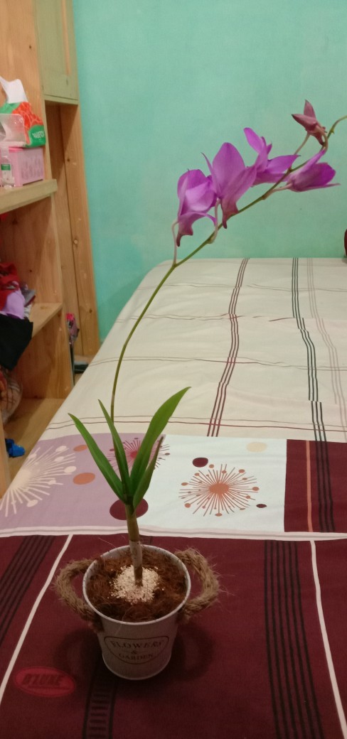 Bibit Tanaman Hias Anggrek Ungu
