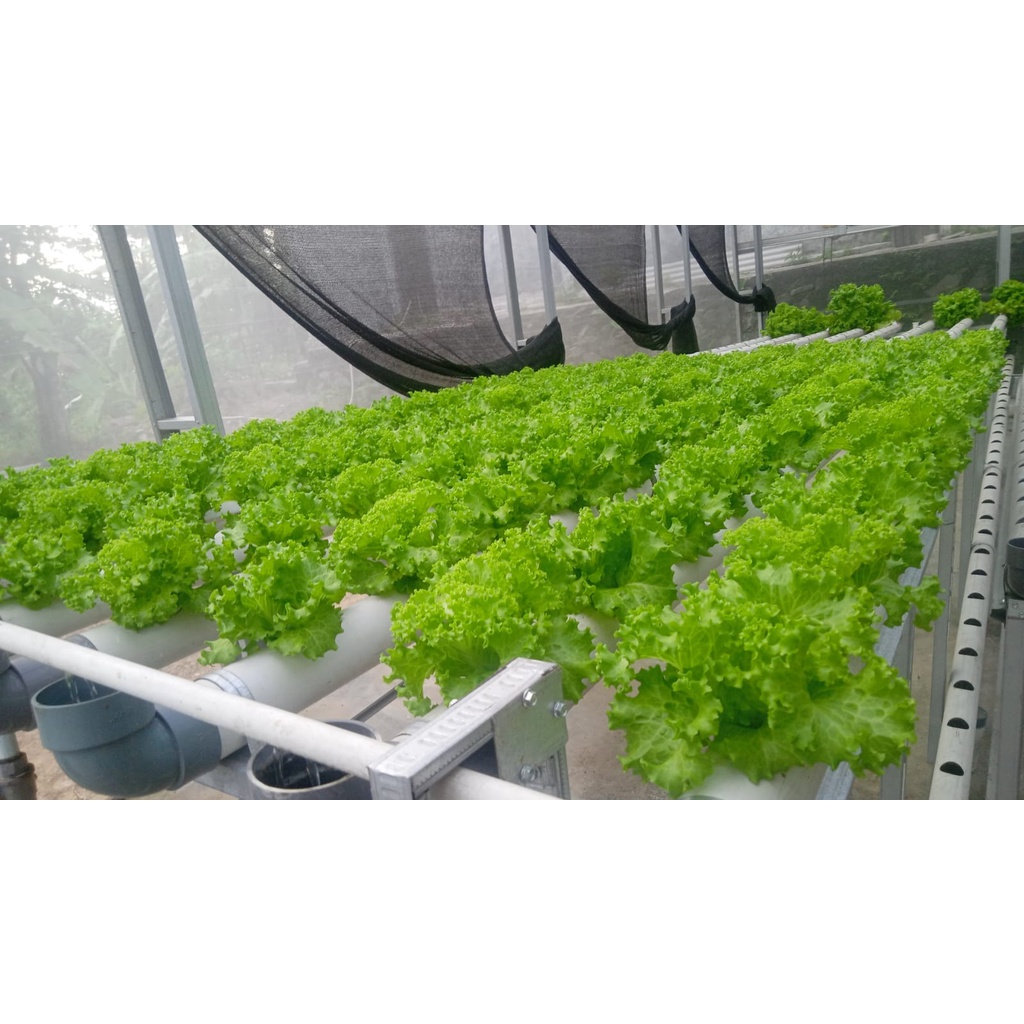

Selada Hijau Per/kg 4 Ikat 250g