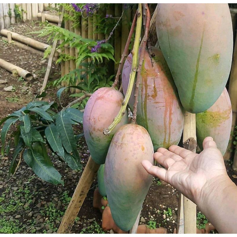 bibit mangga kiyojay