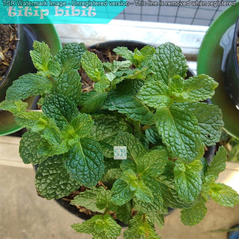 Bibit Tanaman Obat Herbal Murah Daun Mint bergaransi