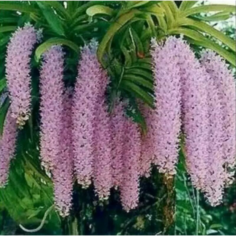 ANGGREK RETUSA ( KONDISI KNOP )