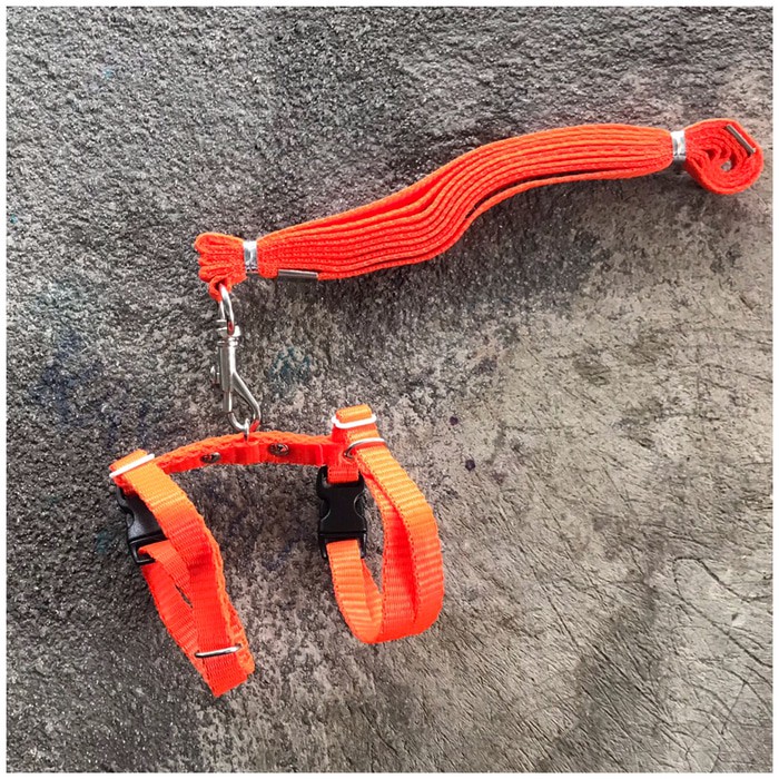 TYU1102 TALI HERNES MUSANG - TALI HARNES MUSANG