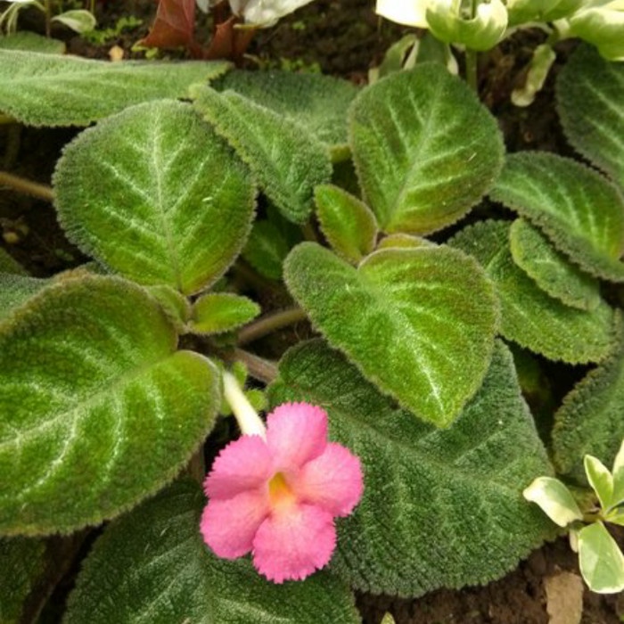 Tanaman Hias episcia pink - bunga pink - episcia .