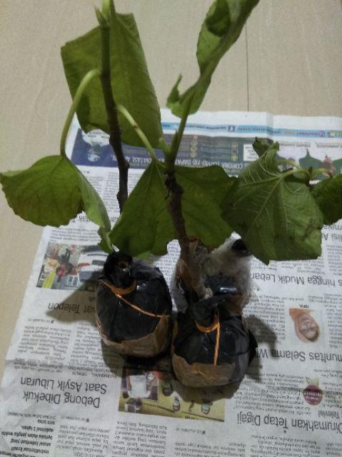 Promo 3 Bibit Buah Tin Green Y, Purple Y, Brown Turky