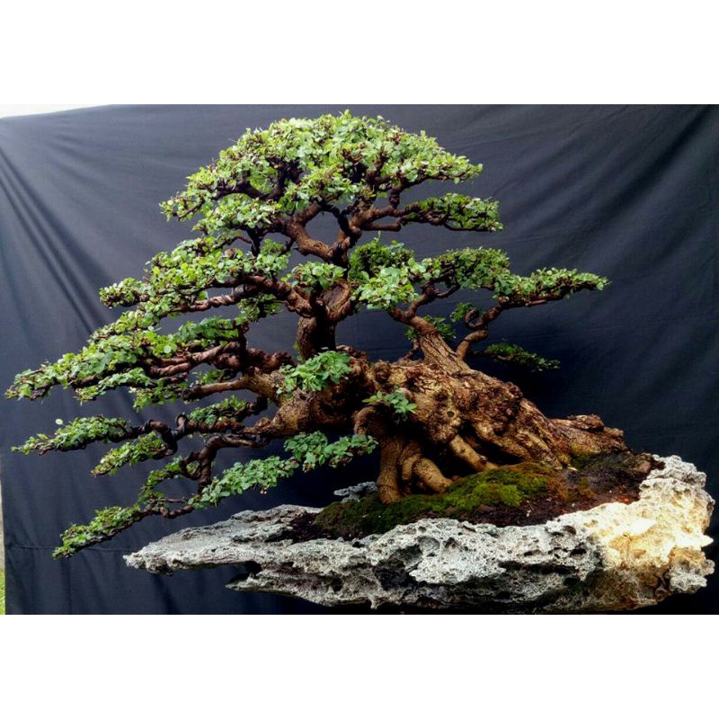 bibit bonsai Phyllanthus reticulatus / mangsi