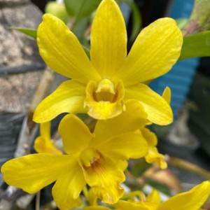 Anggrek Dendrobium ID Warna Kuning Dewasa Dan Spike