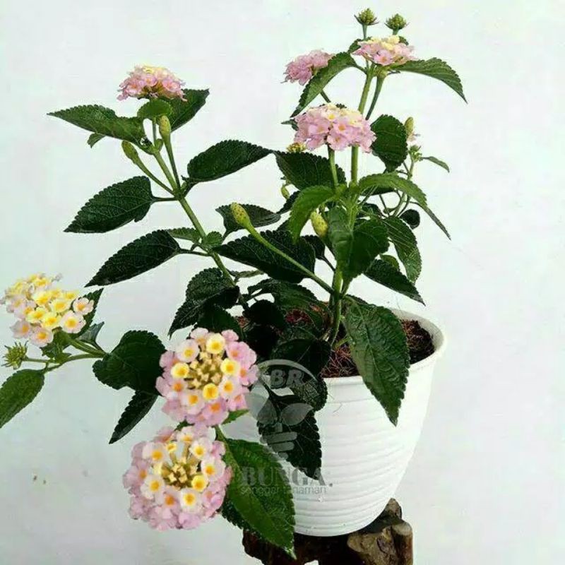 Lantana 3color mikro