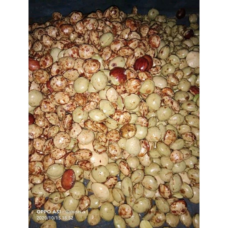 

JENGKOL TUA KEMASAN 1KG