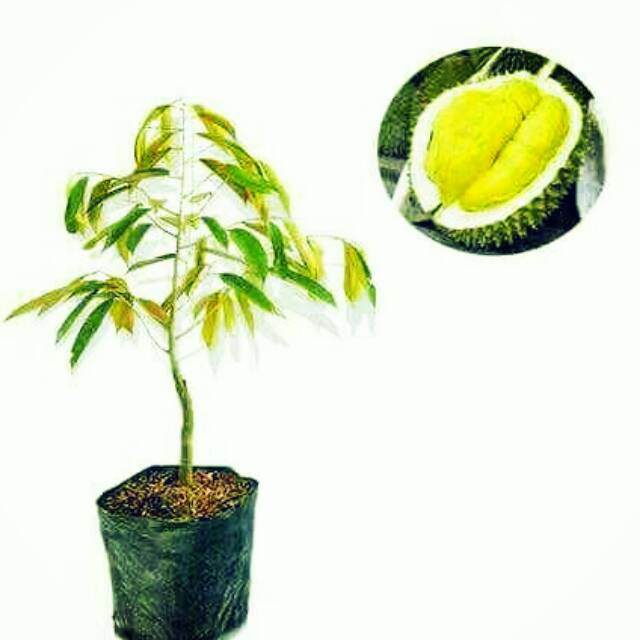 

bibit buah durian bawor