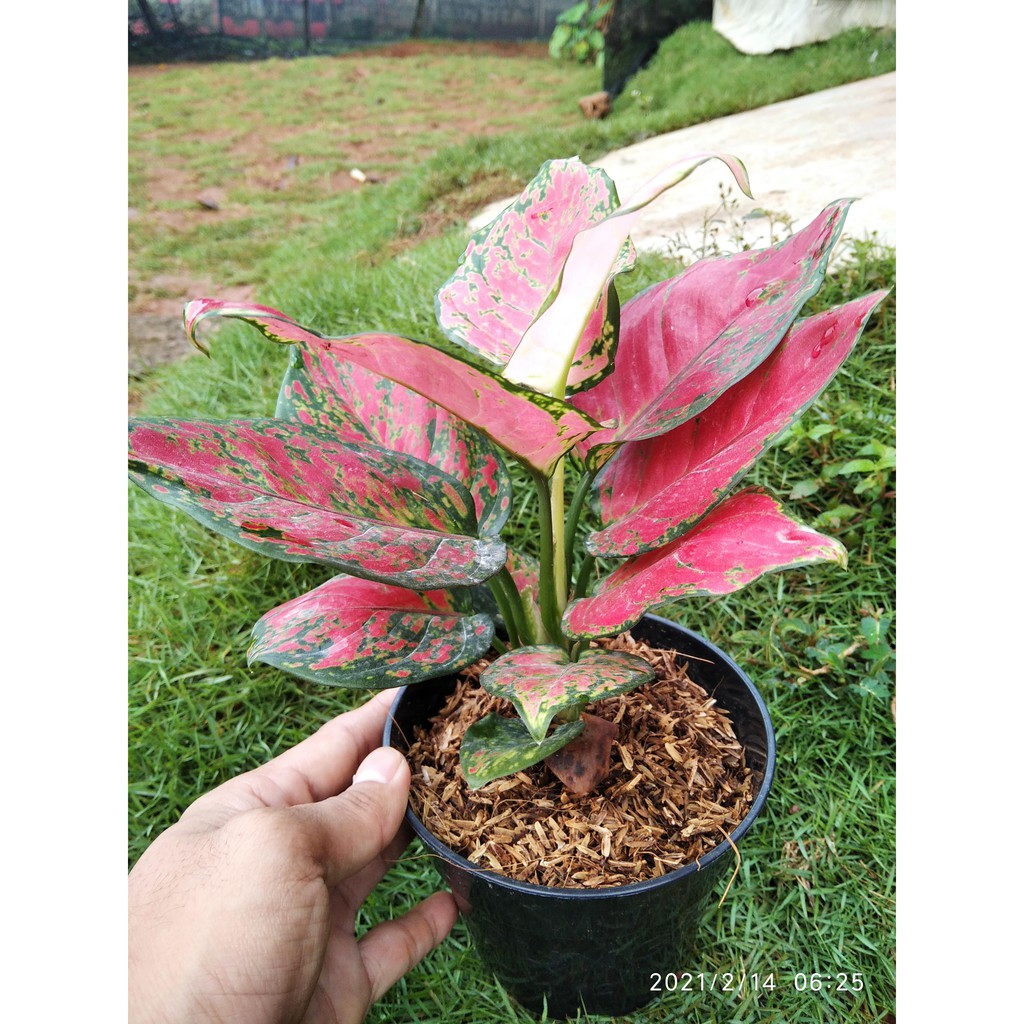 Aglaonema Red Anjamani