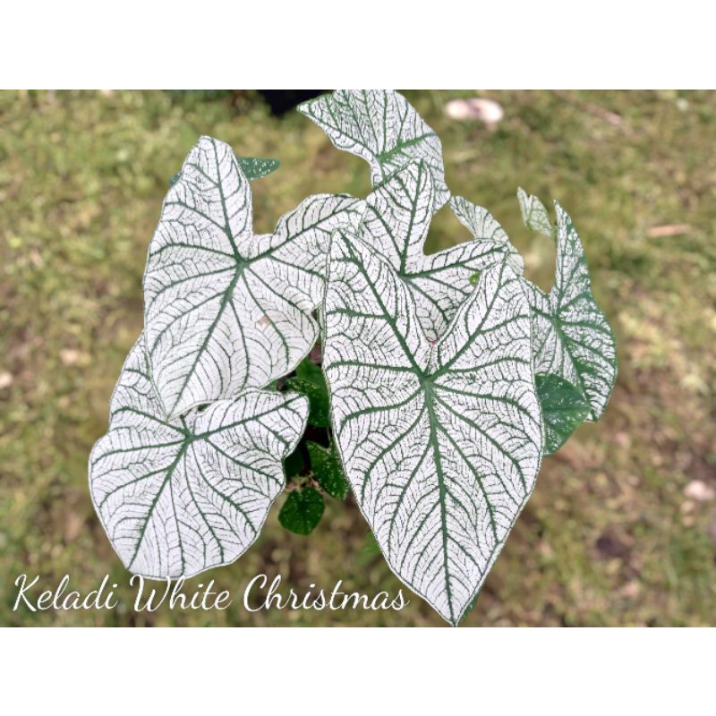 Keladi, Caladium White Star Christmas, Tanaman hias murah
