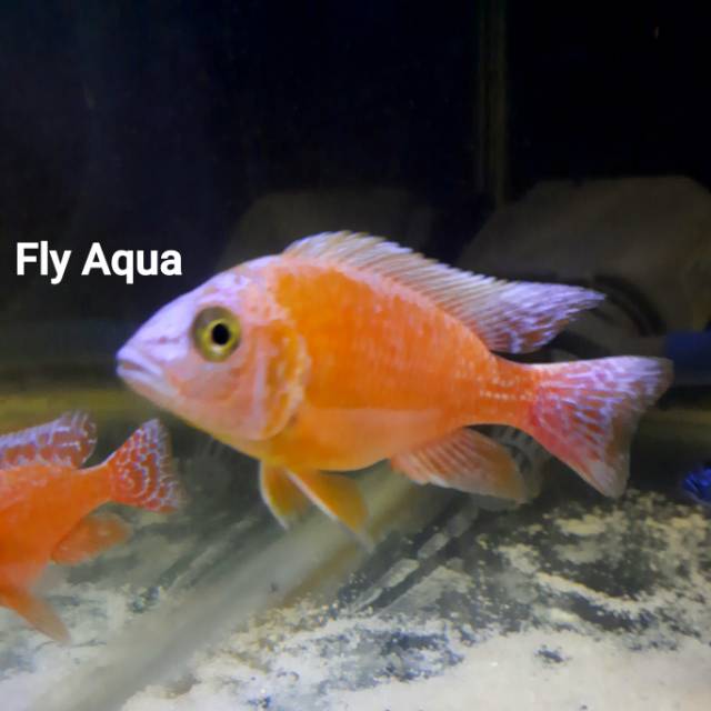 Cichlid Dragon Blood Africana