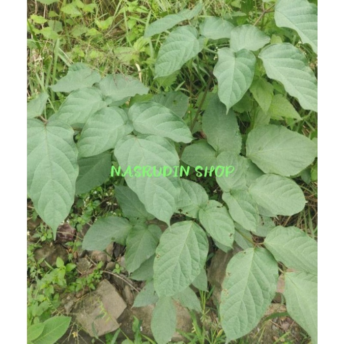 

[Fresh] TANAMAN HIAS BUNGA TEROMPET INDIA / POHON TEROMPET INDIA / OROXYLUM INDICUM / PATAH