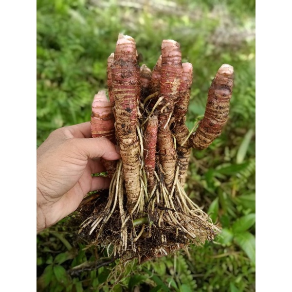bonggolan alokasia zebrina 5 pcs