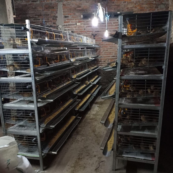 Suplayer kandang puyuh dari kawat galvanis