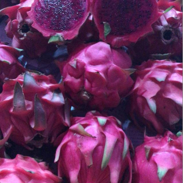 

buah naga organik