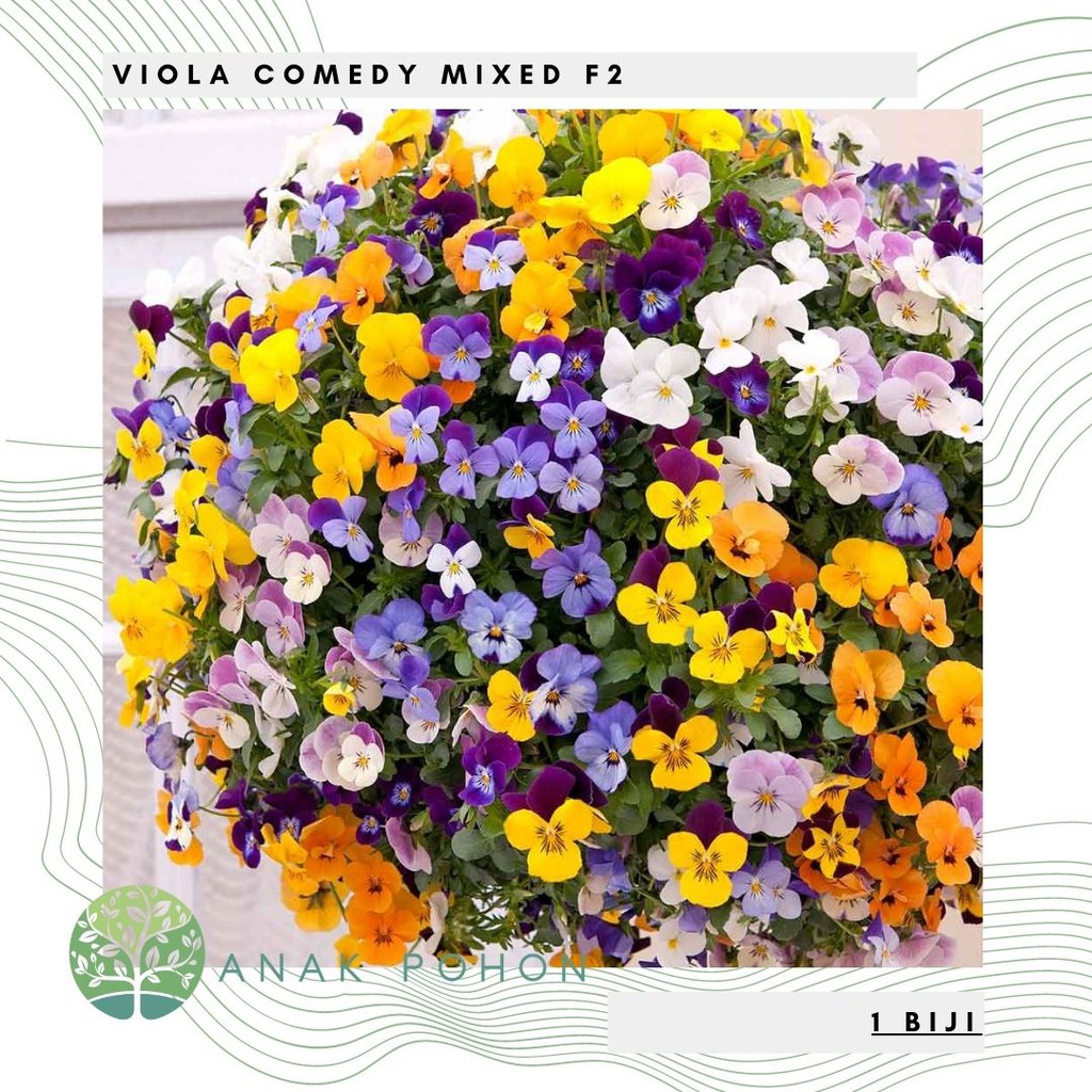 Benih Bibit Biji - Bunga Viola Comedy Mixed F2 Flower Seeds - IMPORT