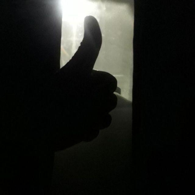 Tanaman Hias Brokoli Kuning/akasia Kuning