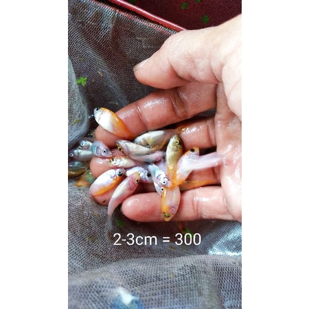 Bibit Nila Merah Bangkok Nila Gift pakan ikan predator uk. 2-3cm