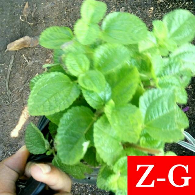 daun mint -bibit tanaman daun mint
