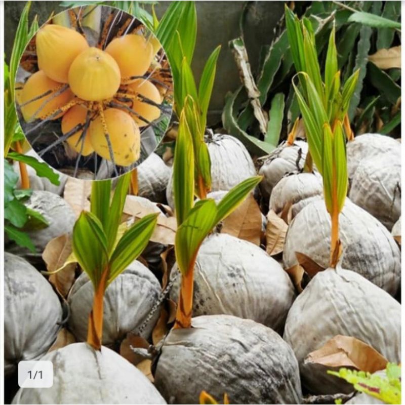 bibit kelapa gading