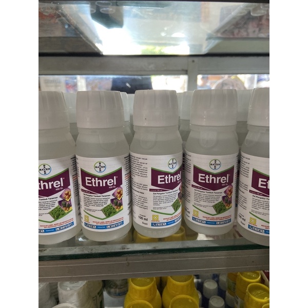 ethrel 100ml zat pengatur tumbuh obat pematang buah ethrel