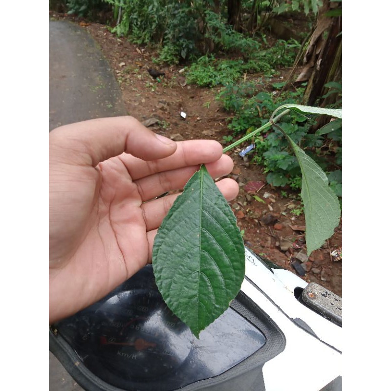 

Daun Keji Beling Segar TERLARIS TERMURAH 100gram