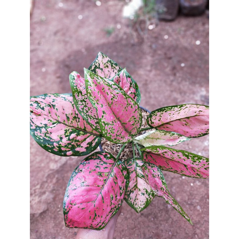 Tanaman Aglaonema Dud Anjamani Jumbo / Aglonema dud anja indukan