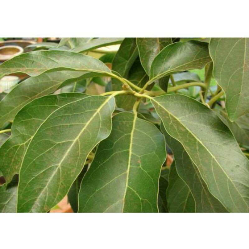 

Daun Alpukat Segar 1 KG