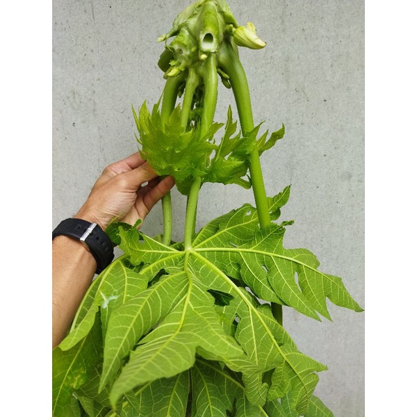 

Juz daun pepaya per botol 600 ml