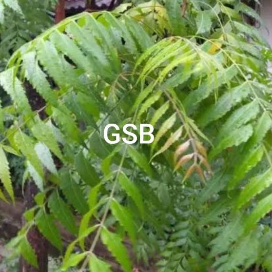 

Daun mindi segar 500 gram petik langsung