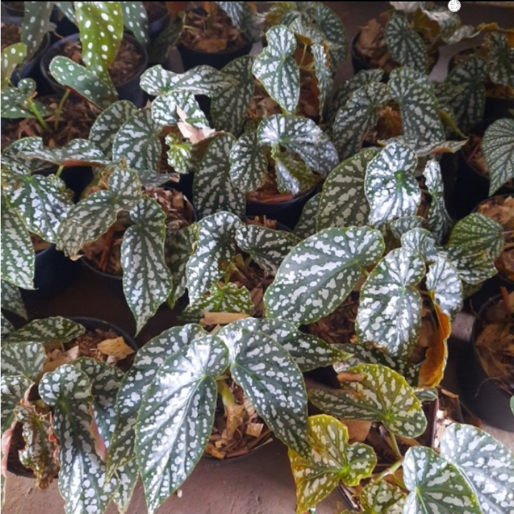 tanaman begonia white ice begonia polkadot putih
