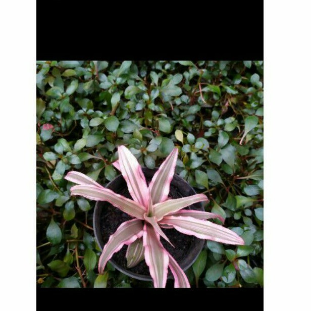 TANAMAN PALUDARIUM / CRIPTANUS PINK / NANAS NANASAN / AQUARIUM / PALUDARIUM