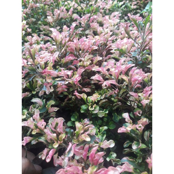 Krokot merah varigata