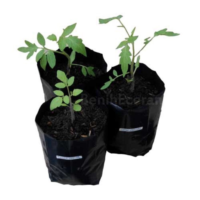 Polybag 15x15 cm ECERAN 1 Plastik polibek pot kantong semai benih bibit tanaman per lembar 15 x 15