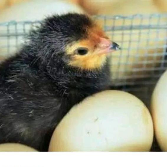 

IOUN telur ayam bangkok fertil asli petarung per 1 butir [nj -106]