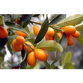 Bibit jeruk nagami kondisi berbunga berbuah kualitas super