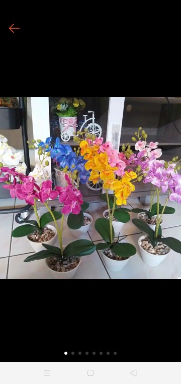 Bunga Mawar Kuncup