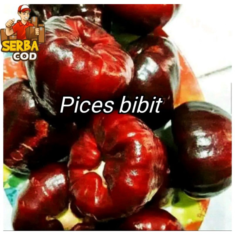 Bibit Jambu Air Black Kingkong Tanpa Biji