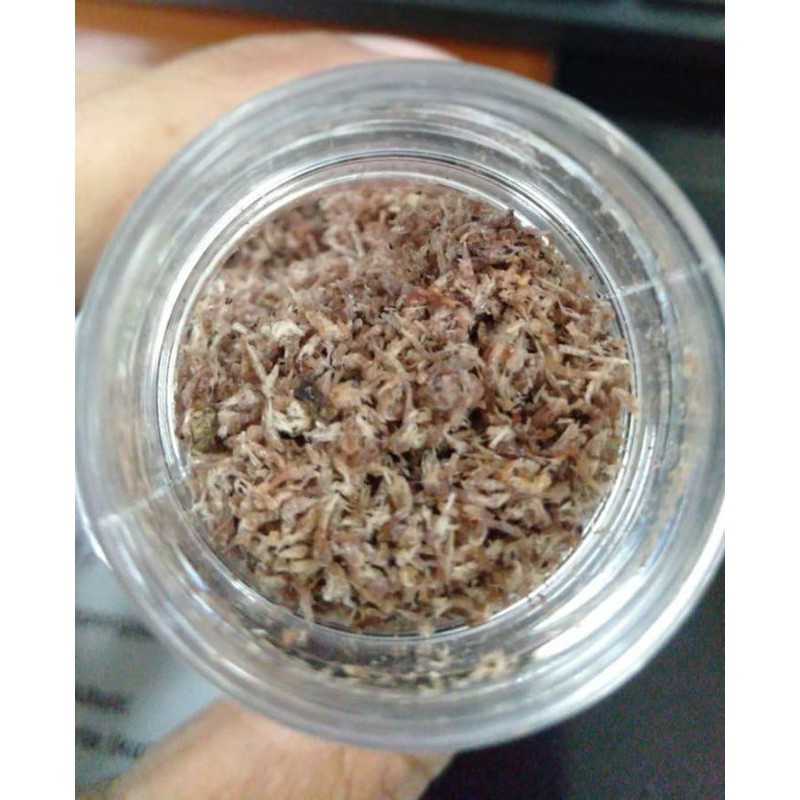 

Obral pakan ikan dari udang