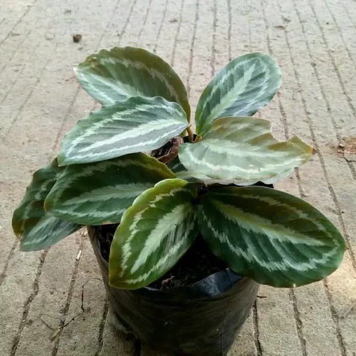 tanaman kalathea calathea silver back