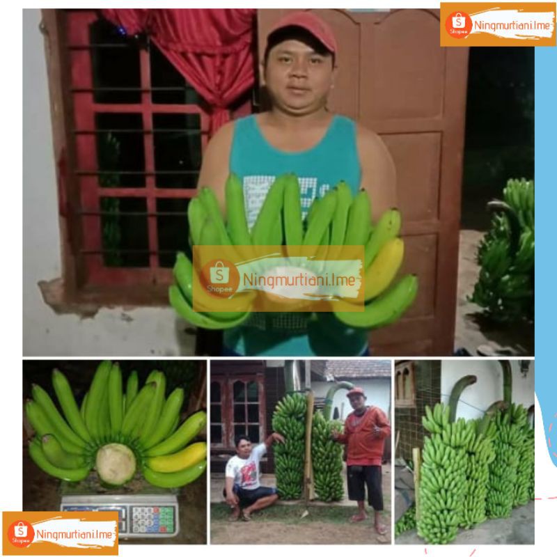 BONGGOL UTUH| BONGGOL BESAR PISANG FHIA17| BIBIT PISANG MULYO CAVENDISH FHIA17 100% ORIGINAL