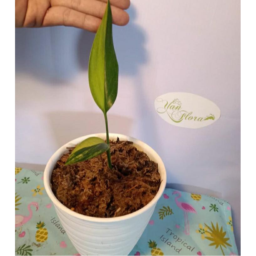 Epipremnum Amplissimum varigata