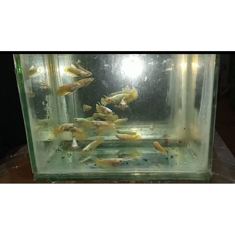 Super Gold/Cupang Super gold/Betta Super gold/Cupang gold