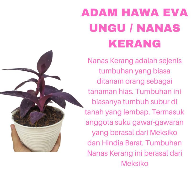 PROMO PAKET 3 TANAMAN HIAS BUNGA ADAM HAWA EVA / NANAS KERANG UNGU KUALITAS SUPER | COD