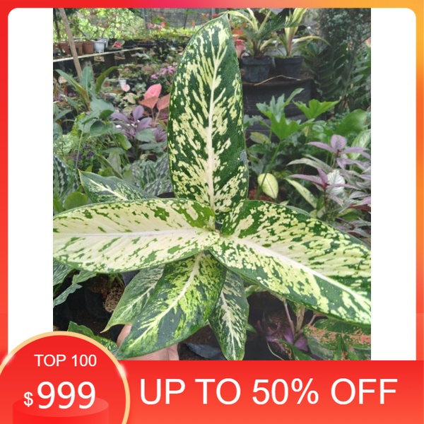 Tanaman Hias Diven Candi - Ciangmai - Bunga Diven Brazilia